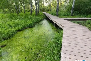 Когда найдут подрядчика в новосибирскую «Каменку»: ему предстоит достроить половину парка