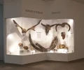 Музей природы