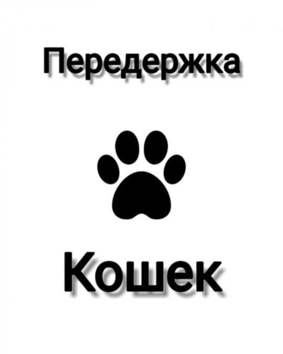 Передержка кошек
